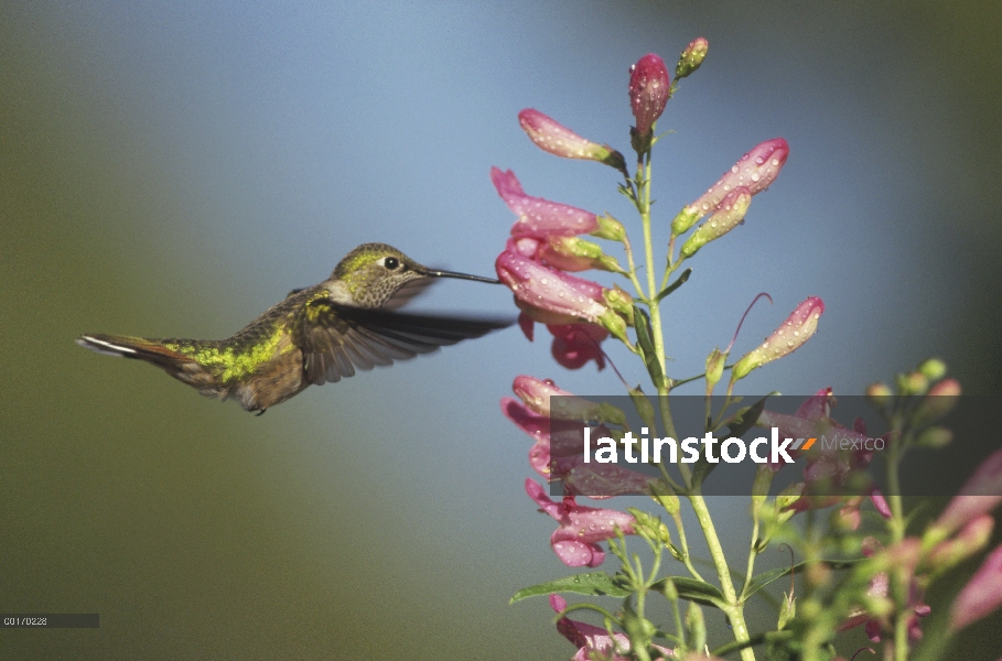 Colibrí Cola ancha (Selasphorus platycercus) juvenil alimentándose de flores, Nuevo México