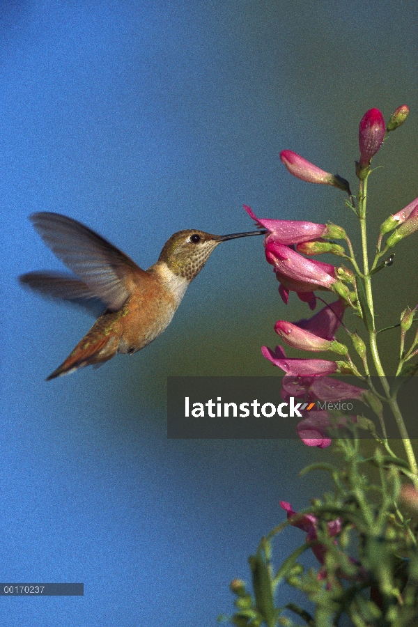 Hummingbird de rufous (Selasphorus rufus) alimentándose de flores, Nuevo México