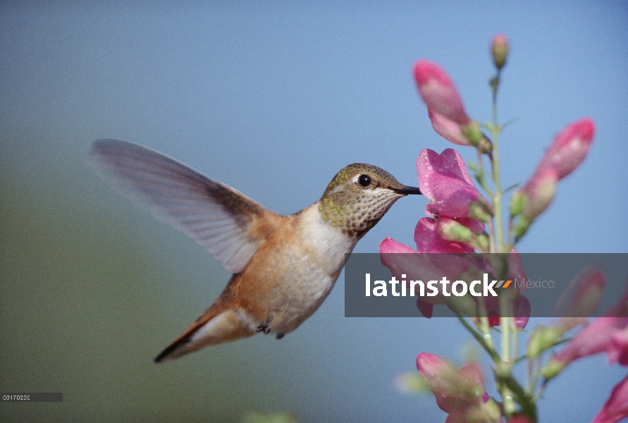 Hummingbird de rufous (Selasphorus rufus) juvenil alimentándose de flores, Nuevo México