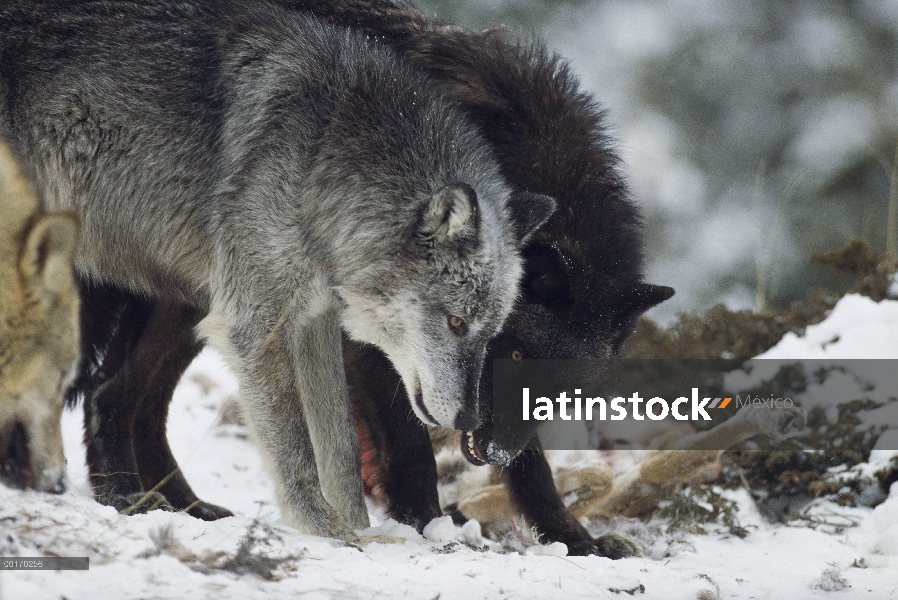 Par de lobo (Canis lupus) en la matanza, Montana