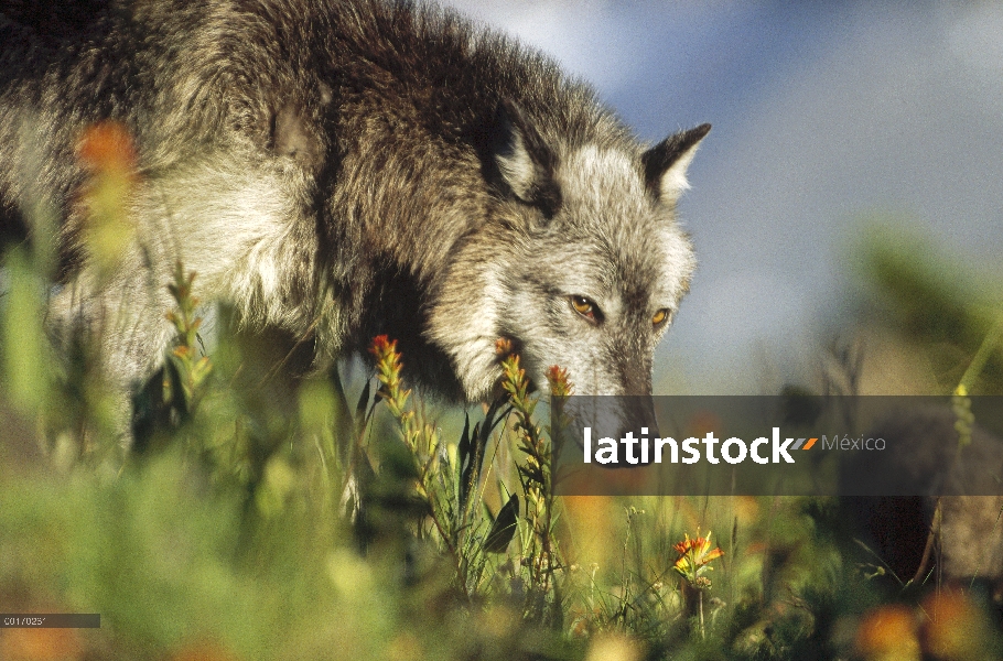 Lobo (lupus de Canis) caminar por hierba, América del norte