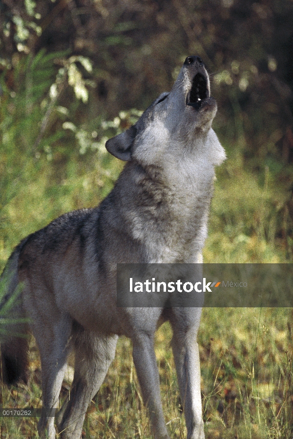 Lobo (lupus de Canis) grito, América del norte