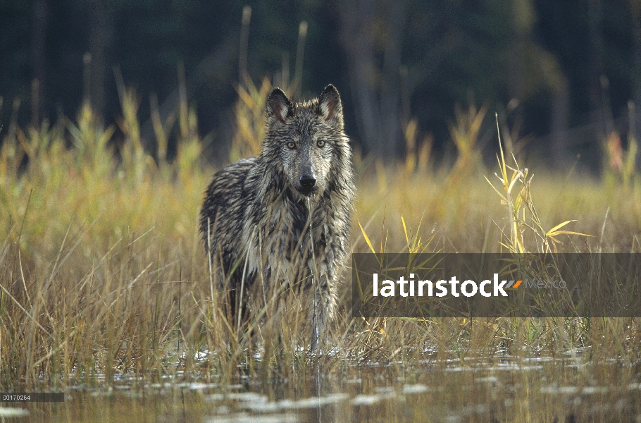 Lobo (lupus de Canis) hace una pausa mientras caminaba por el lago, Montana