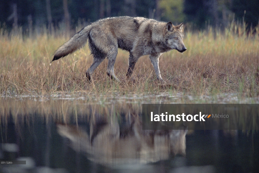 Adulto de lobo (Canis lupus), caminando por el borde de un lago, Montana