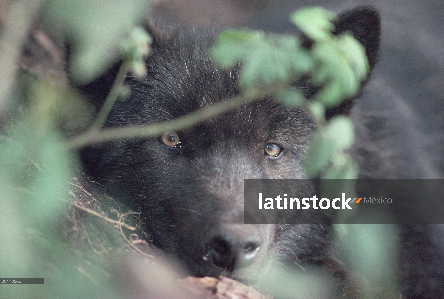 Lobo (Canis lupus) en la fase negra, leerlo a través de follaje