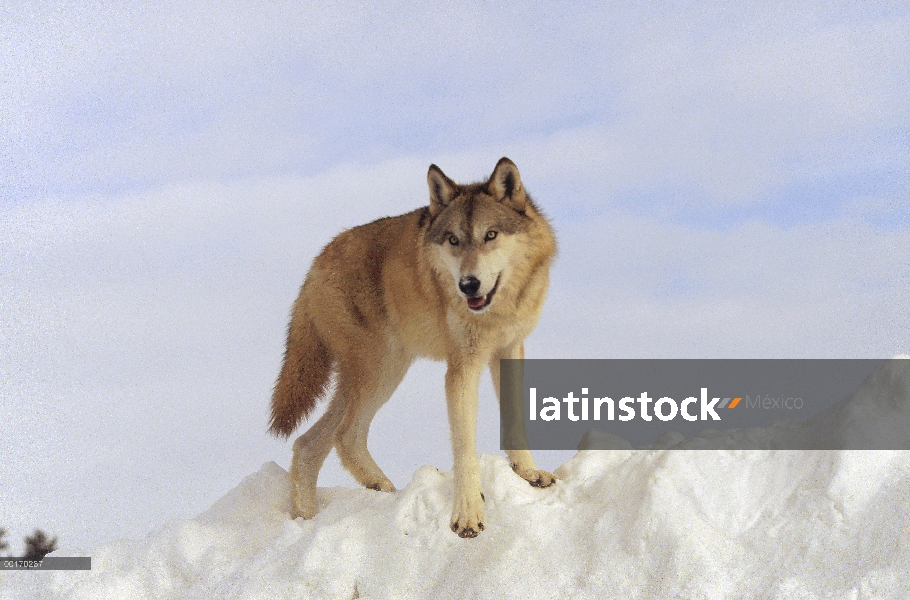 Lobo (Canis lupus) en la parte superior de un banco de nieve, Montana