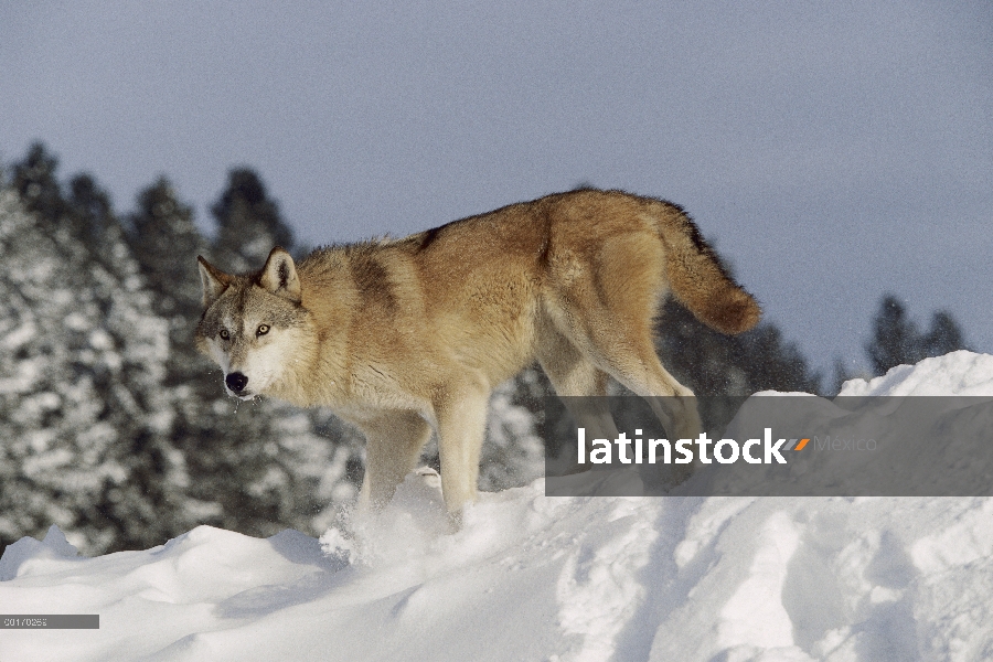 Lobo (Canis lupus) en nieve, Montana