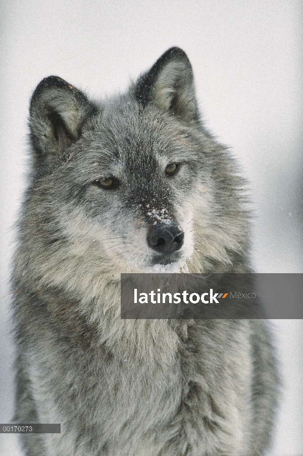 Lobo (Canis lupus) con nieve en la boca, Montana