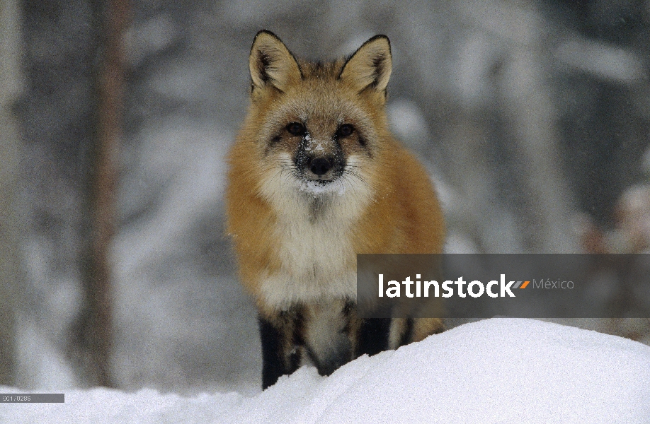 Zorro rojo (Vulpes vulpes) en la parte superior de un banco de nieve, Montana