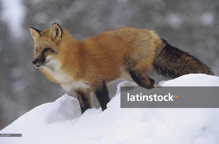 Zorro rojo (Vulpes vulpes) en la parte superior de un banco de nieve, Montana