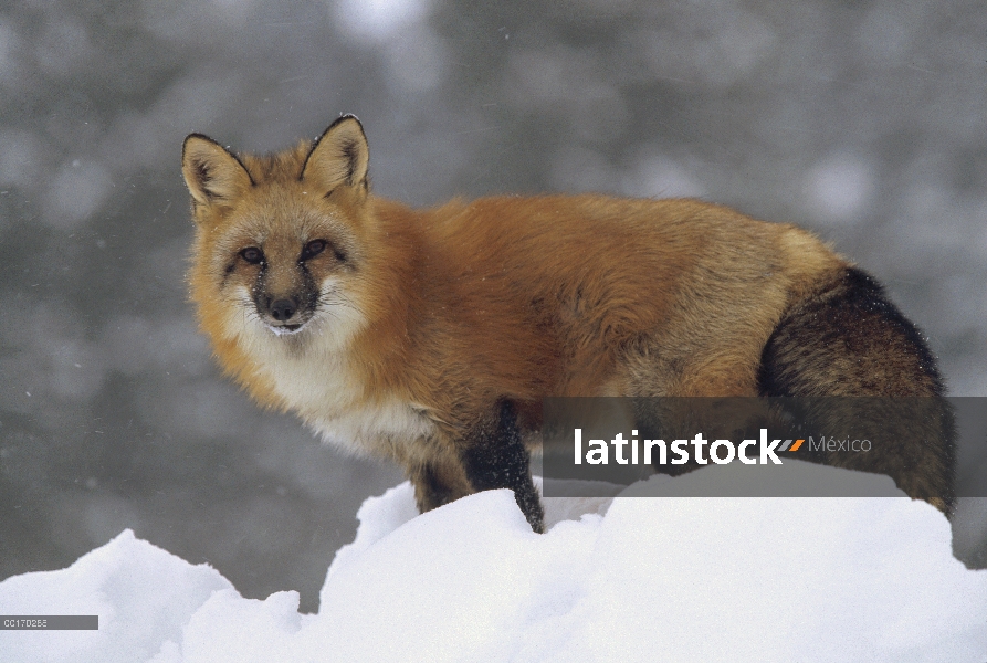 Zorro rojo (Vulpes vulpes) en la parte superior de un banco de nieve, Montana