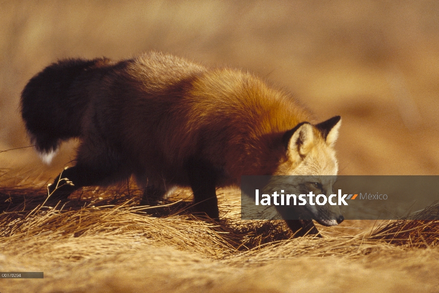 Zorro rojo (Vulpes vulpes) caminar sobre las hierbas secas, Colorado