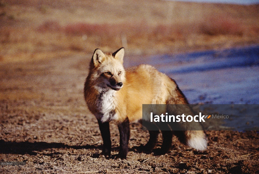 Zorro rojo (Vulpes vulpes) en el borde del lago, América del norte