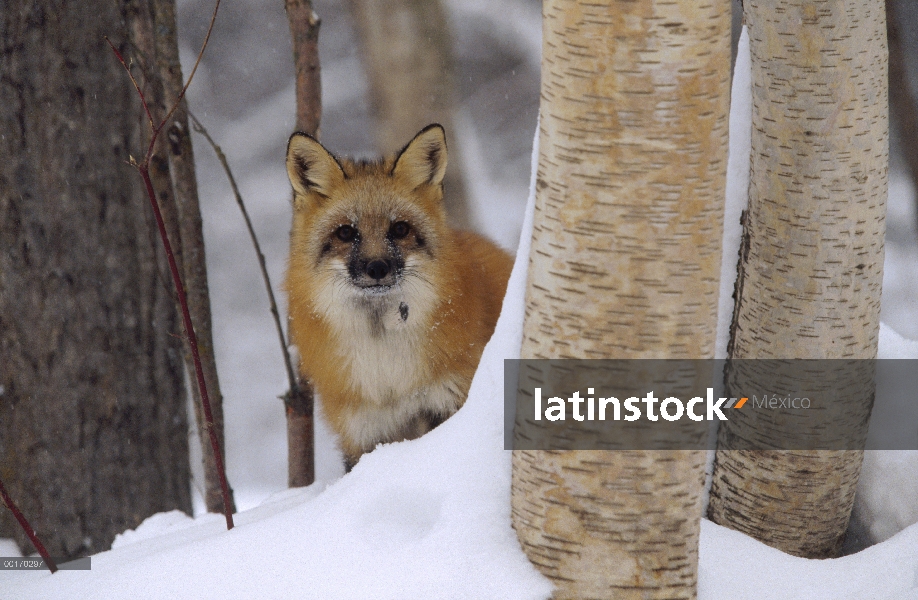 Zorro rojo (Vulpes vulpes) mirando por detrás de los árboles en un bosque cubierto de nieve, Montana