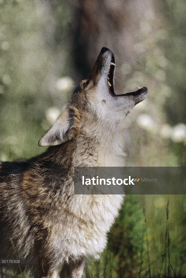 Coyote (Canis latrans), aullidos, América del norte