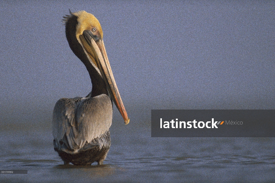 Pelícano Pardo (Pelecanus occidentalis), Texas