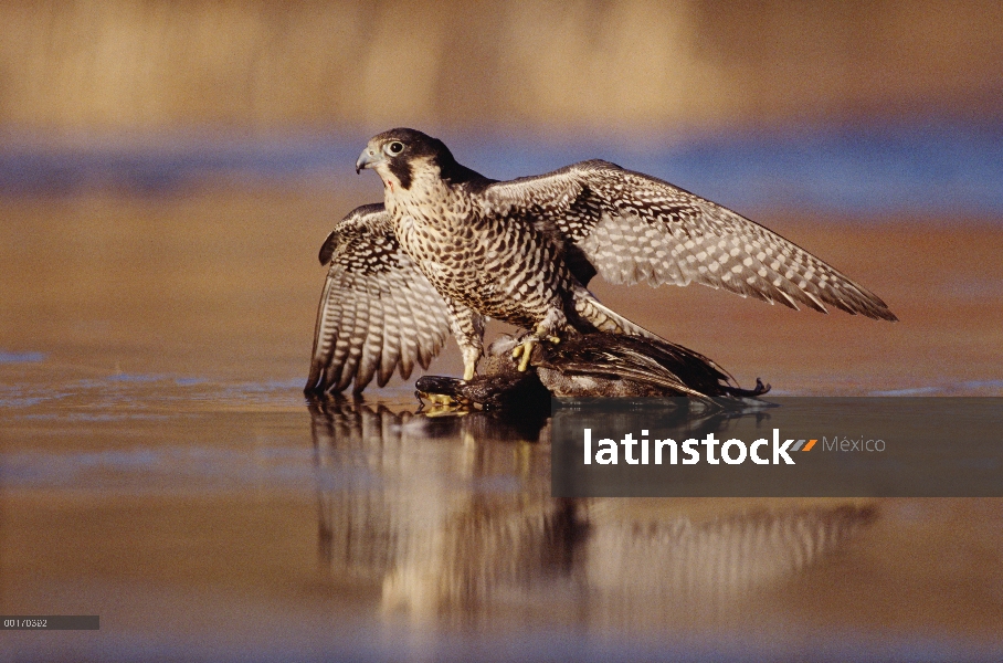 Halcón peregrino (Falco peregrinus) adulto en posición de postura protectora sobre pato caído, Améri