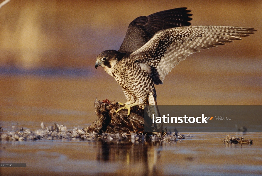 Halcón peregrino (Falco peregrinus) adulto en posición de postura protectora sobre pato caído, Améri