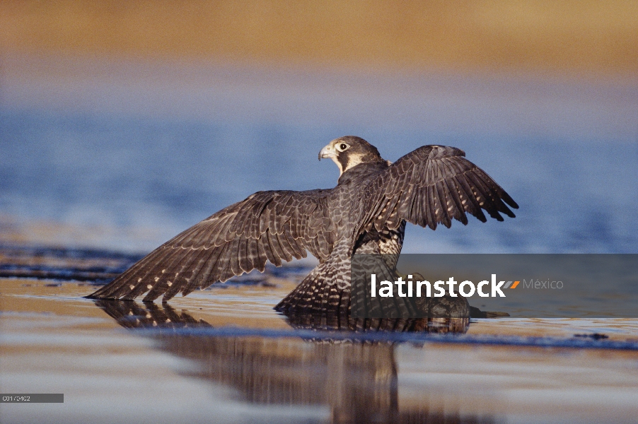 Halcón peregrino (Falco peregrinus) adulto en posición de postura protectora sobre pato caído, Améri