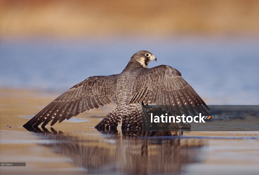 Halcón peregrino (Falco peregrinus) adulto en posición de postura protectora sobre pato caído, Améri