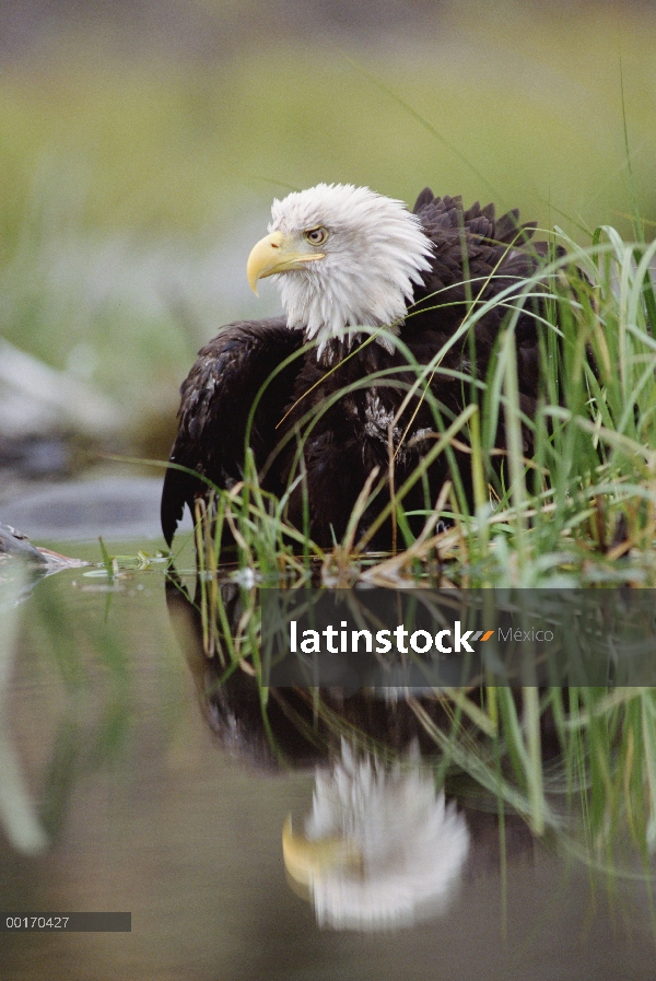 Águila calva (Haliaeetus leucocephalus), con reflejo en el borde de un lago, América del norte