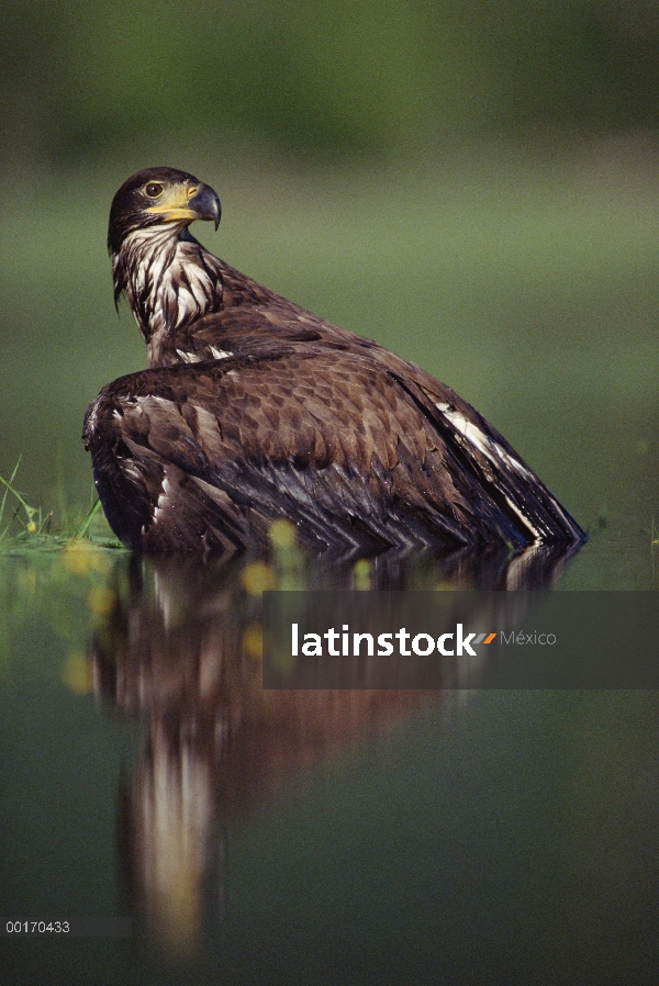 Águila calva (Haliaeetus leucocephalus) juvenil con su reflexión, Columbia Británica, Canadá