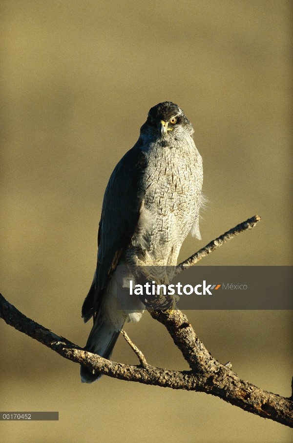 Azor (Accipiter gentilis) posado sobre rama, América del norte