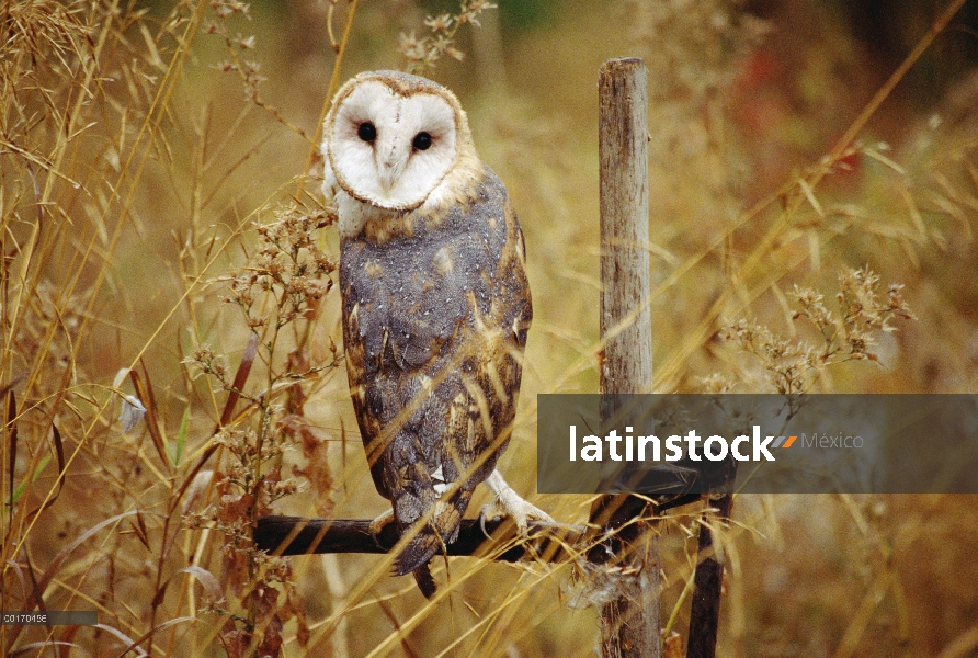 Barn Owl (Tyto alba) percha entre hierbas secas, Columbia Británica, Canadá