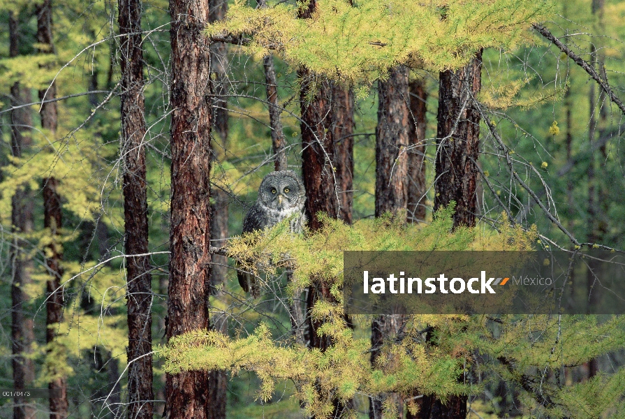 Gran buho gris (Strix nebulosa), Columbia Británica, Canadá