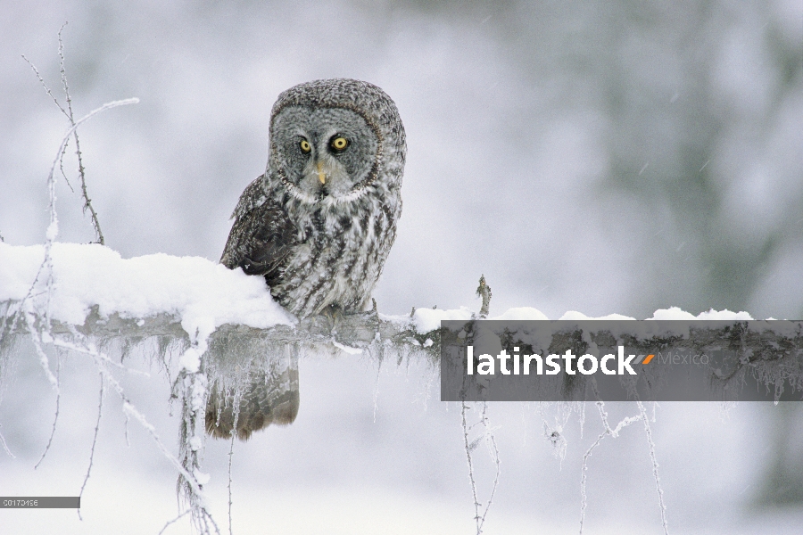 Gris cárabo (Strix nebulosa) perchado en una rama cubierta de nieve, Columbia Británica, Canadá