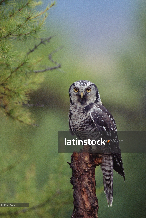 Buho del halcón (Surnia ulula) norte perchado en un árbol, especie circumpolar, Columbia Británica, 