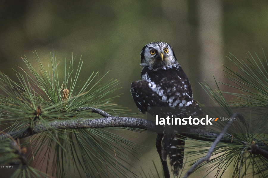 Buho del halcón Norte (Surnia ulula), Columbia Británica, Canadá