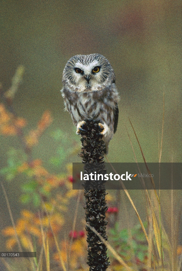 Norte Sierra – afilar buho (Aegolius acadicus) percha en post, Columbia Británica, Canadá