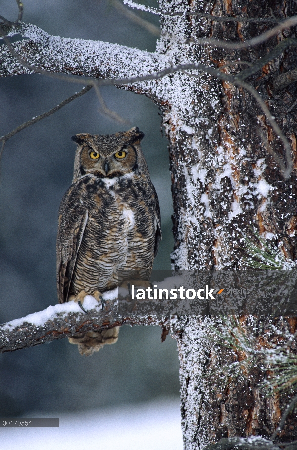 Great Horned Owl (Bubo virginianus) posado en el árbol con nieve, Columbia Británica, Canadá