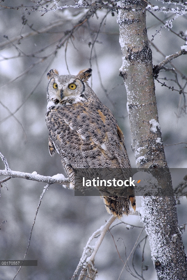 Great Horned Owl (Bubo virginianus) posado en el árbol con nieve, Columbia Británica, Canadá