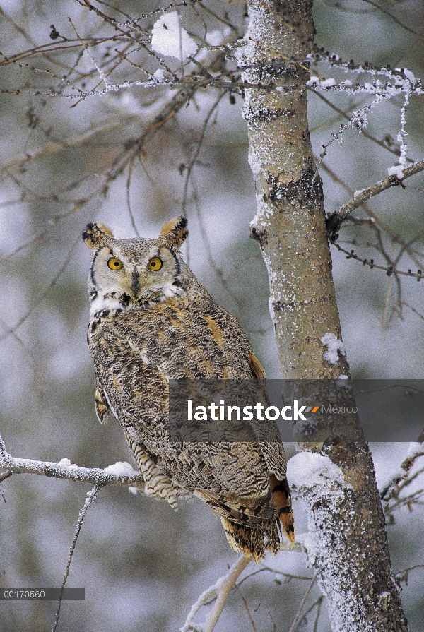 Great Horned Owl (Bubo virginianus), pálido forma, perchado en un árbol cubierto de nieve, Columbia 