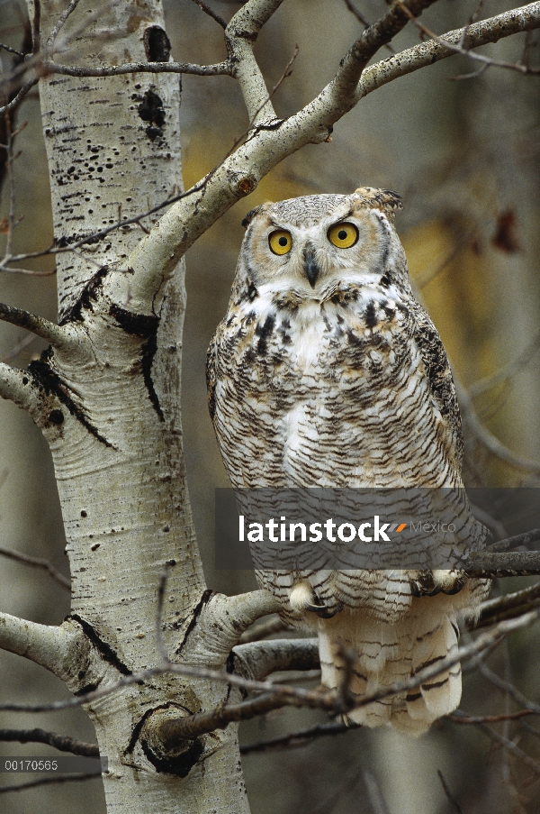 Forma de Great Horned Owl (Bubo virginianus) pálido, encaramado en el árbol, Alberta, Canadá