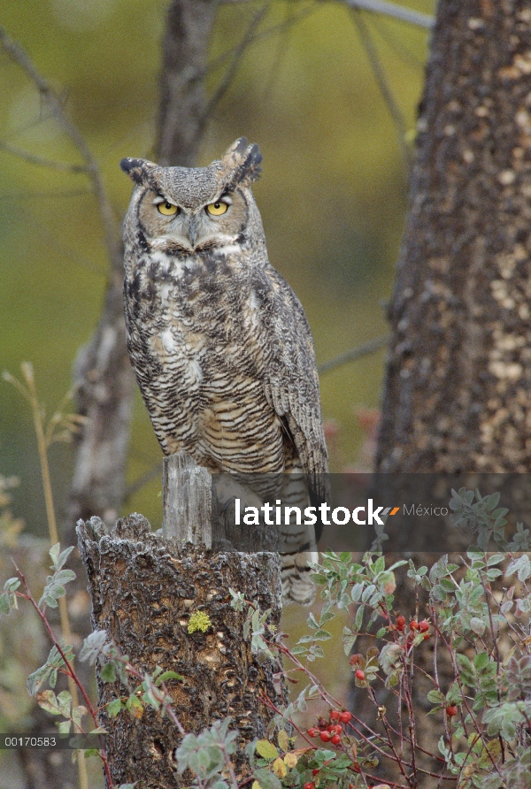 Gran Horned Owl (Bubo virginianus) en su forma pálida percha gancho, Columbia Británica, Canadá