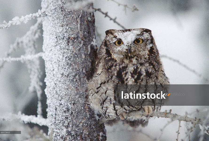 Western Screech Owl (Megascops kennicottii) perchado en un árbol con nieve en su cabeza, Columbia Br