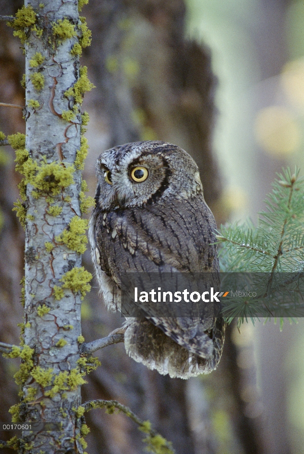 Western Screech Owl (Megascops kennicottii) perchado en una árbol, Columbia Británica, Canadá