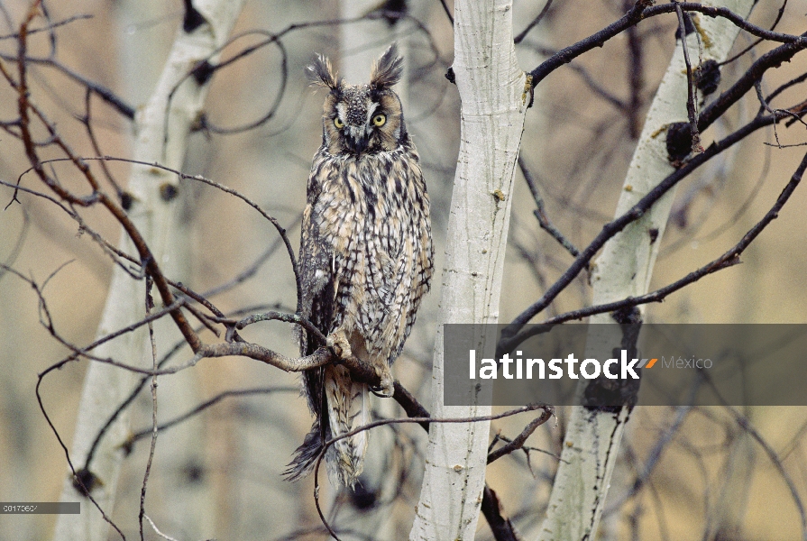 Long-eared Owl (Asio otus) perchado en un árbol, especie circumpolar, Columbia Británica, Canadá