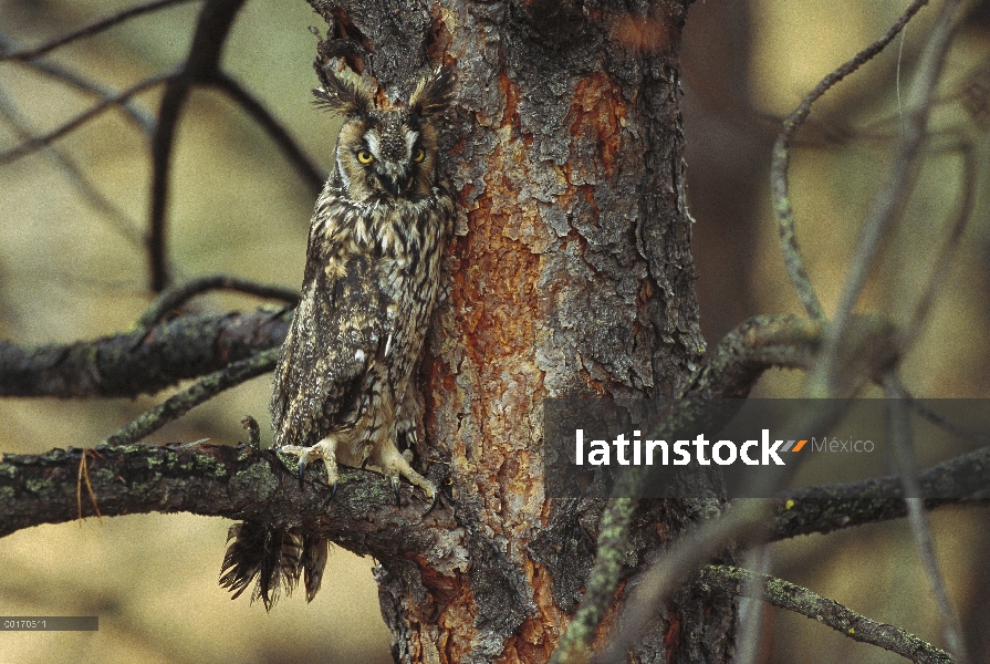 Búho chico (Asio otus) posado en el árbol, especie circumpolar, Columbia Británica, Canadá