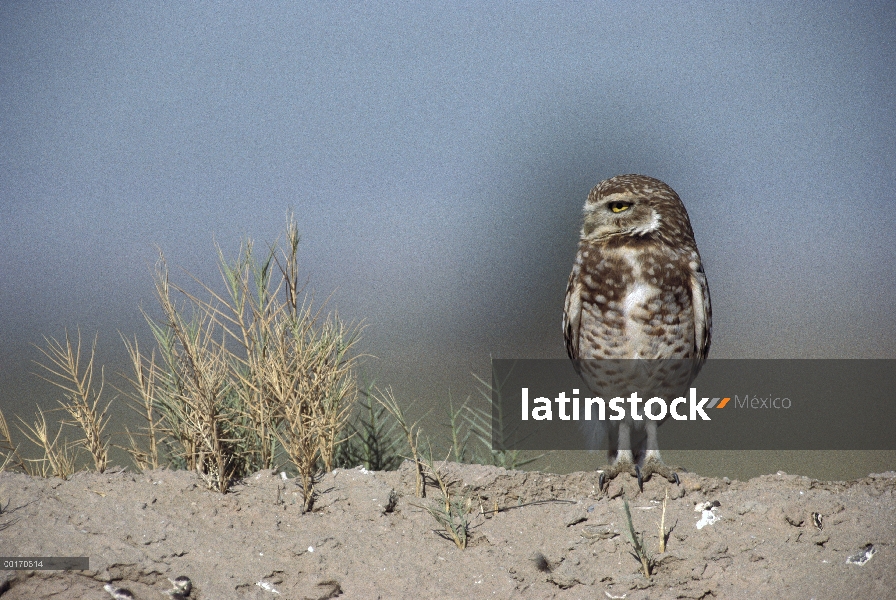 Madriguera el buho (cunicularia de Athene) retrato de pie en tierra, América del norte