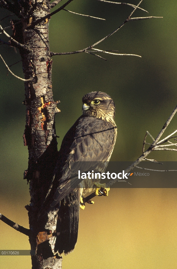 Esmerejón (Falco columbarius) perchado en un árbol, América del norte