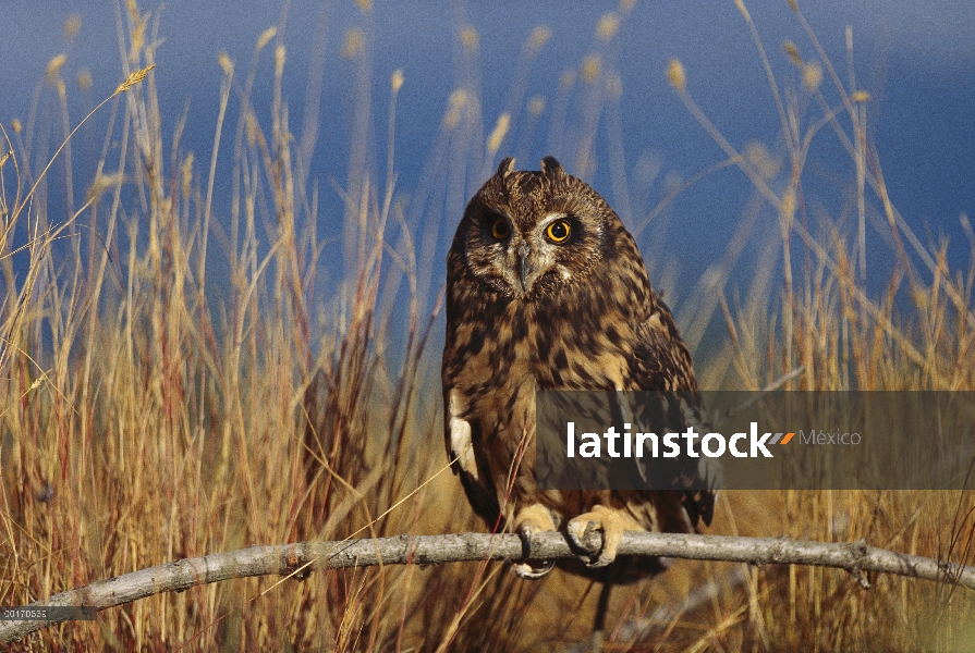 Búho campestre (Asio flammeus), Columbia Británica, Canadá