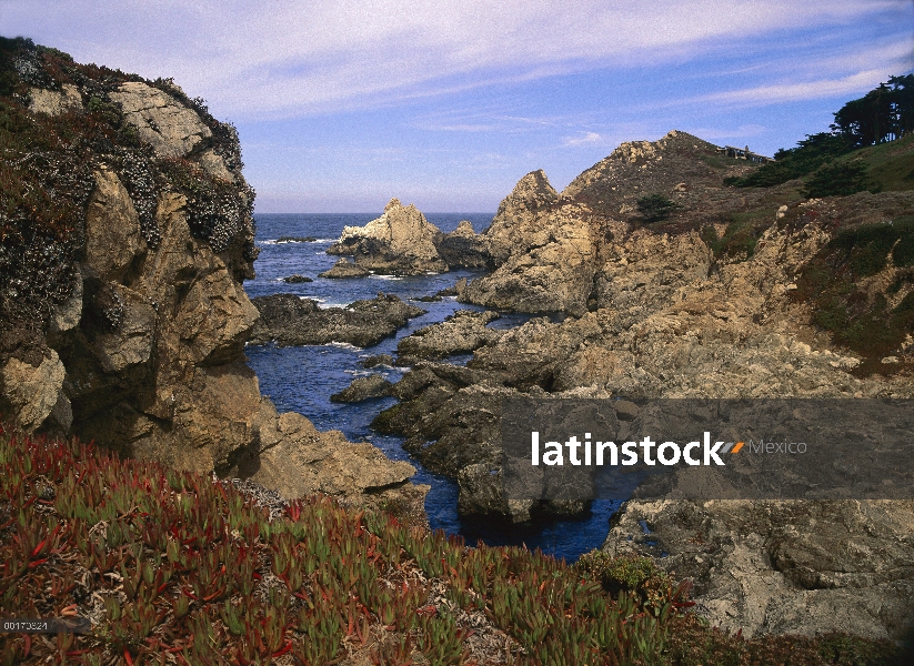 Iceplant (Mesembryanthemum sp) crece en los acantilados en Rocky Point, Big Sur, California