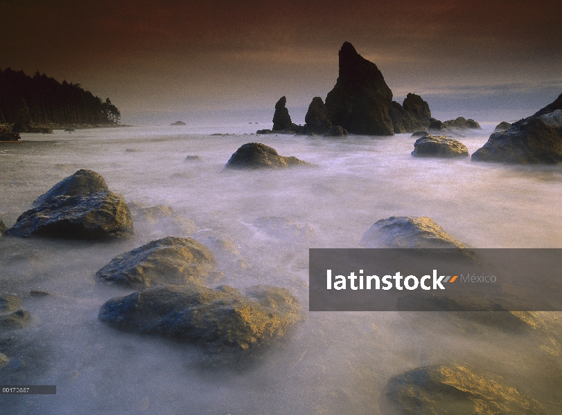 Pila de mar y las rocas a lo largo de la costa en Playa rubí, Parque Nacional Olympic, Washington