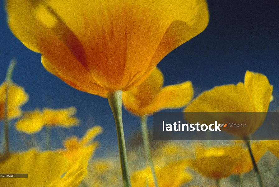 Amapola de oro mexicana (Eschscholzia glyptosperma), Nuevo México