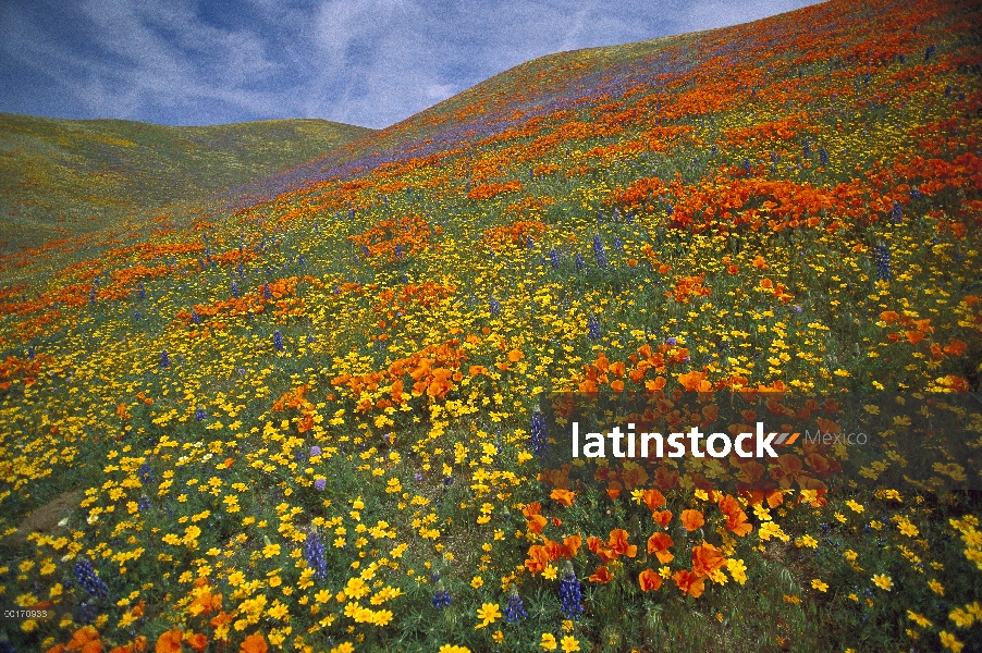 California Poppy (Eschscholzia californica) y flores de lupino (Lupinus sp) que abarcan colinas, mon