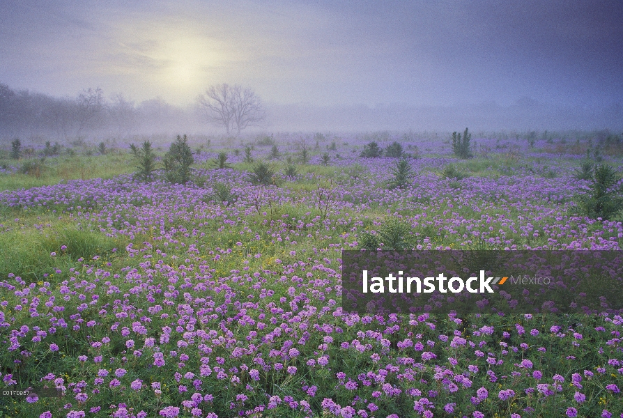 Campo de flor de la Verbena de la arena (Abronia sp) al amanecer en niebla, Hill Country, Texas